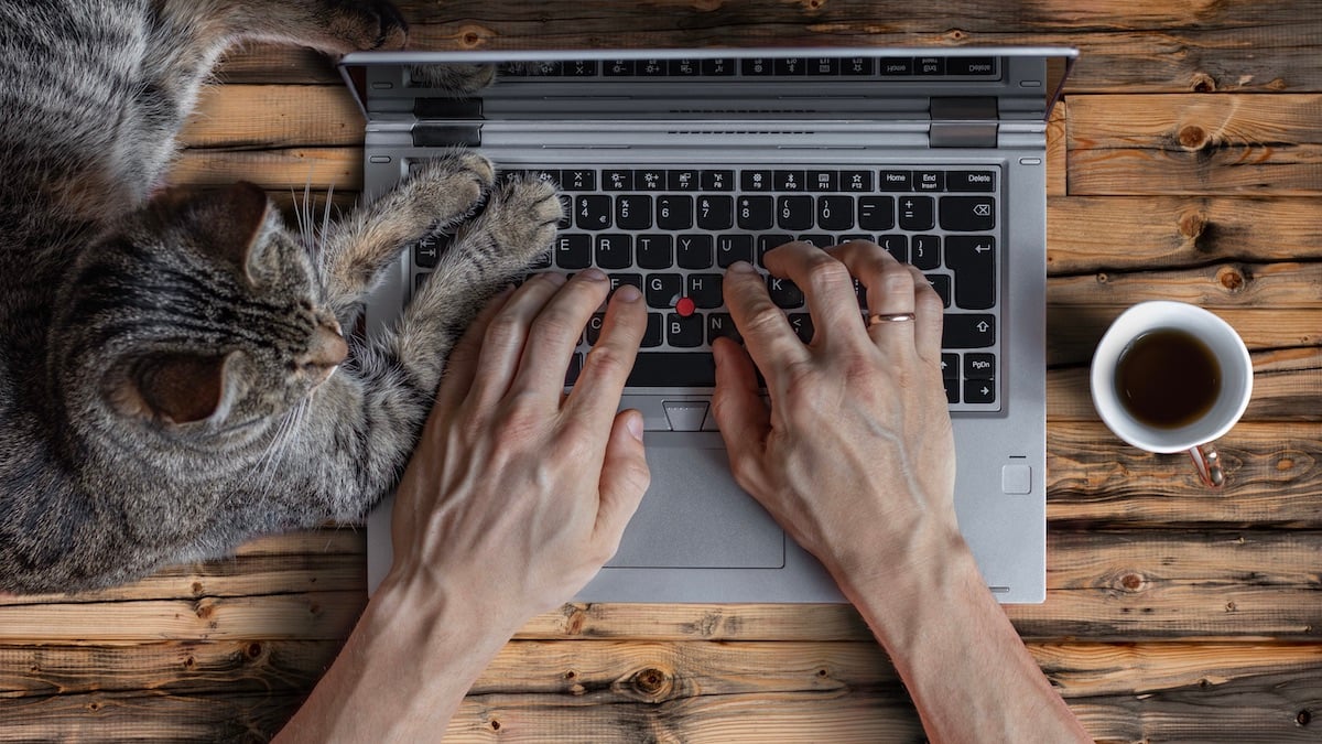 cat helping teacher on laptop